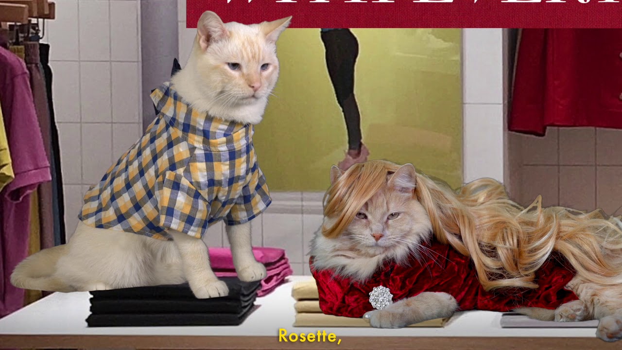 Winds of Change (Cat Soap Opera) Episode 30 YouTube