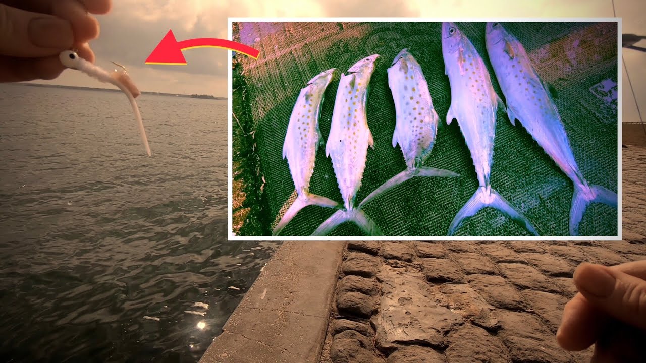 TRY This FREE BAIT For Catching Mackerel at Dunedin Causeway, Florida ⛱