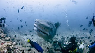 Fiji shark diving