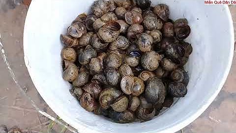 ỐC BƯƠU XÀO HOA CHUỐI...MÓN ĂN DÂN DÃ CỦA CÁC MIỀN QUÊ...