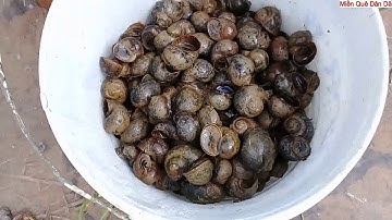 ỐC BƯƠU XÀO HOA CHUỐI...MÓN ĂN DÂN DÃ CỦA CÁC MIỀN QUÊ...