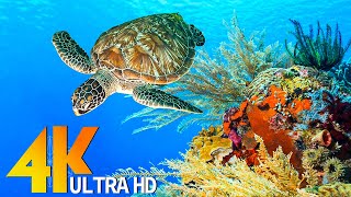 Video: Ocean 4K - Sea Animals for Relaxation, Beautiful Coral Reef Fish in Aquarium (4K UHD) #82