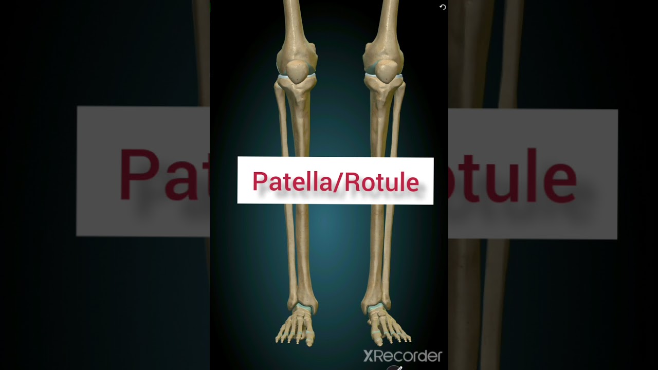 Anatomie de la #Patella /#Rotule