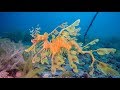 Rapid Bay Jetty South Australia 2017