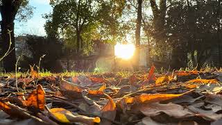 Autumn Park at Sunset | Calming Eerie Sounds | No Loop | Sofia, Bulgaria 4K HDR
