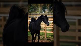 Arabic Beauty short youtubeshorts facebook brazil germanysaudiarabia arabicviral