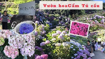 Dạo quanh vườn hoa Cẩm Tú Cầu ở Nhật tuyệt đẹp #dulichnhatban
