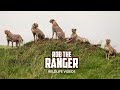 Five Cheetahs Of Maasai Mara | Tano Bora, Fast Five, Five Musketeers | Zebra Plains