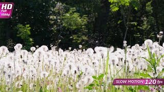 Flight Of Dandelion Seeds Over The Field | Stock Footage - Videohive