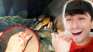 Trick Or Treating With Fierce Reptiles Its Halloween