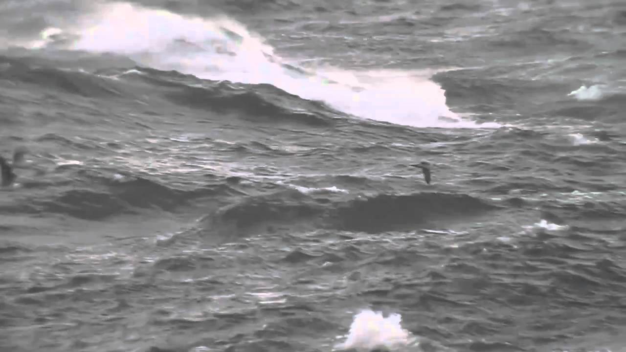 Great Shearwater / Större lira, Kullaberg, 25-08-2010