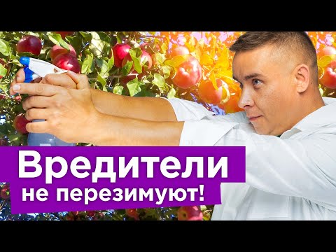 НЕ ДАЙТЕ ВРЕДИТЕЛЯМ ПЕРЕЗИМОВАТЬ! Срочно обработайте весь сад от вредителей до прихода морозов