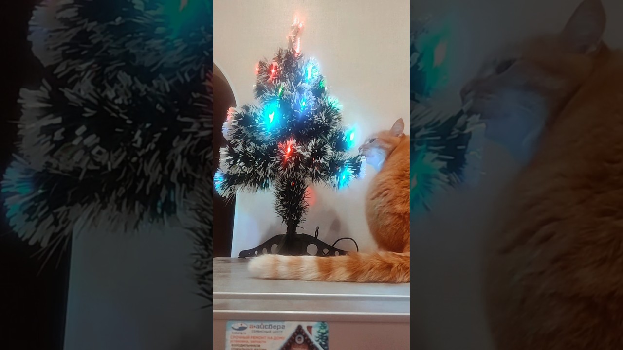 Шанди застали ха елкой🎄😀 