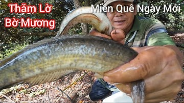 "Thăm Lờ Bờ Mương - Không Ngờ Có CáQuá Khủng!"Checking the ditch - Unexpectedly found huge fish!"