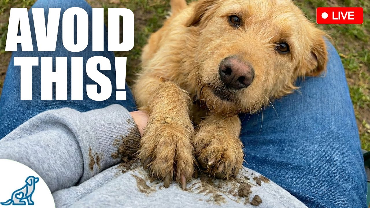 How To STOP Your Dog From Jumping Up!