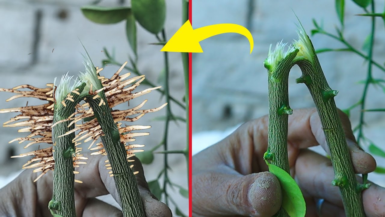 Миллионы людей не знают эту технику 🌿 Превращение одной ветки в два дерева