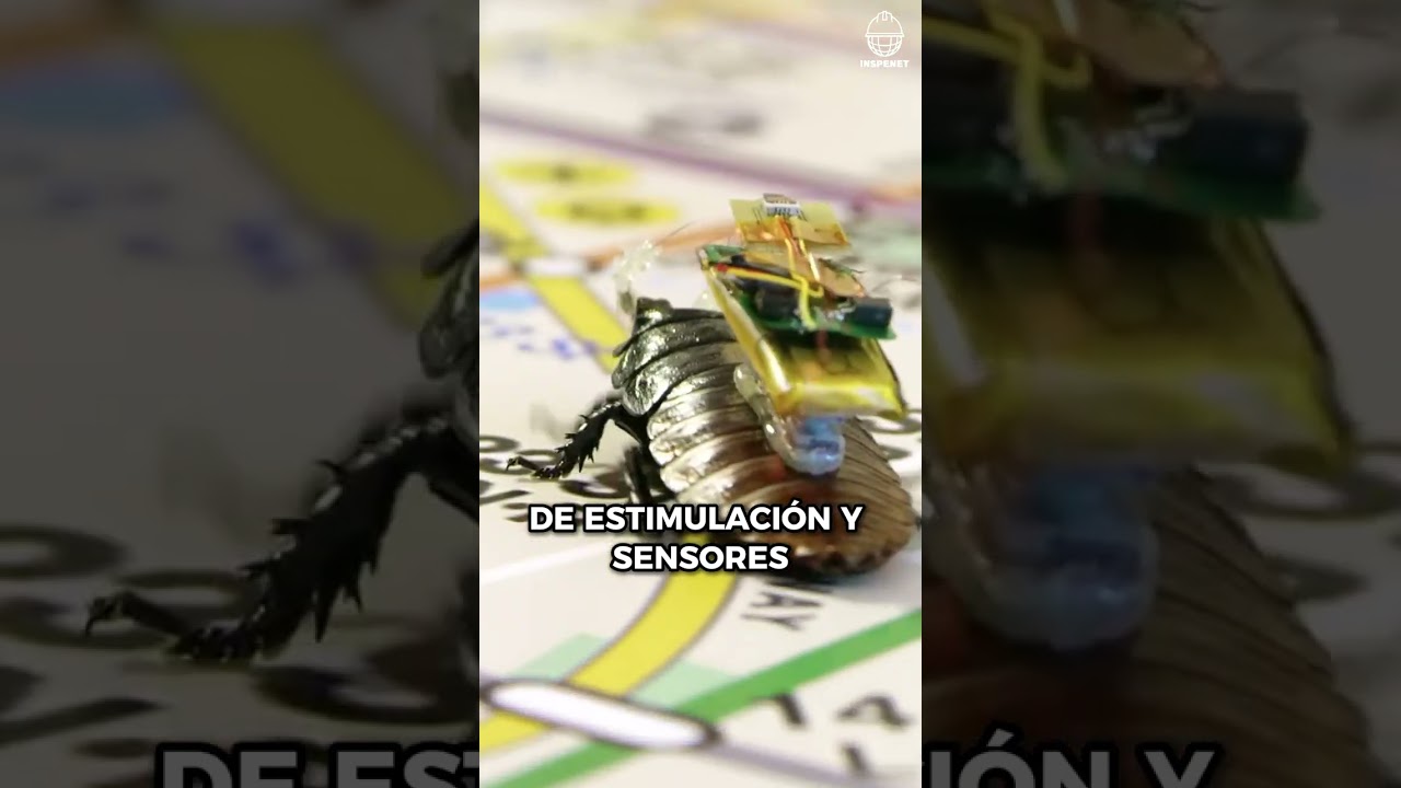 Súper cucarachas Cyborg para misiones de rescate críticas ¿Una solución innovadora o maltrato?