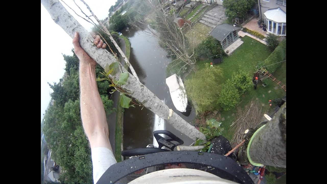Poplar removal by CMS Tree Services - YouTube