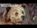 Wild America | S12 E9 Watching Wildlife | Full Episode HD