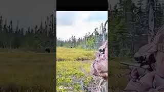 Охота на оленя в дикой природе Настоящее приключение охотника220#охота #охотанаоленя #олень #охотник