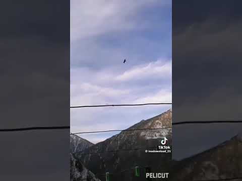Нашид.