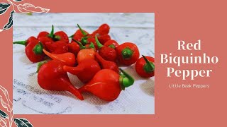 Red Biquinho Pepper Little Beak Pepper Chupetinho Chili