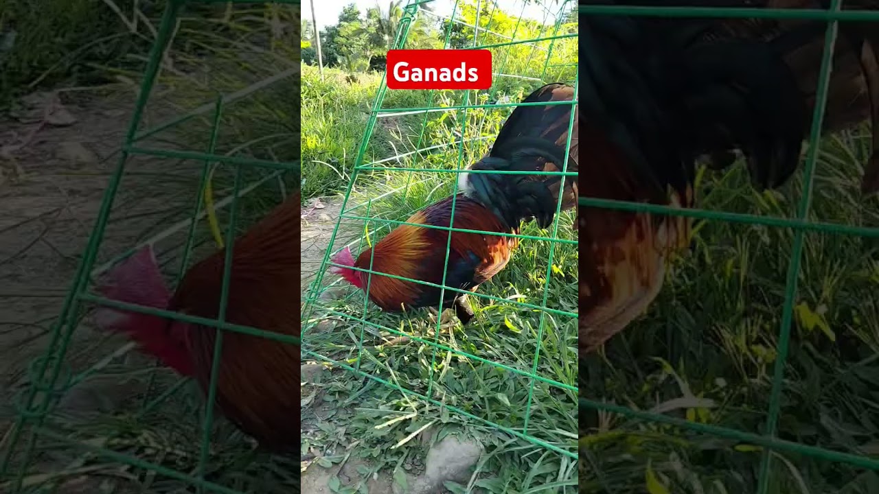 GANADOR #backyardbreeding