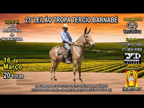 LOTE 41- 23° LEILÃO TROPA TERCIO BARNABÉ - 16 de MARÇO (Segunda-feira) às 20 h - CANAL TERRA VIVA