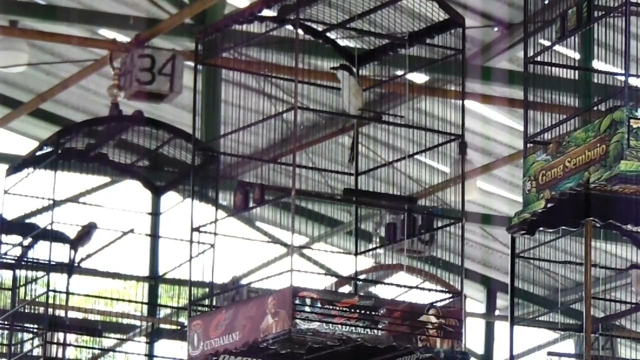 Cendet Cundamanik type Tembak speed dibawa ngerok👍