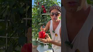 Maximizing bell pepper cultivation on aeroponic towers with 18 bell pepper plants #pepper