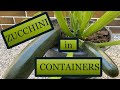 Zucchini in container? Let's grow! [Seed to Harvest]