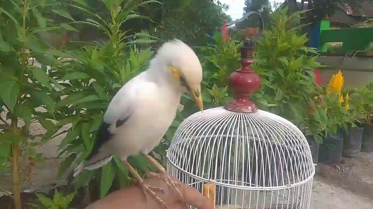 burung jalak putih jinak - bisa di ajak bermain main 