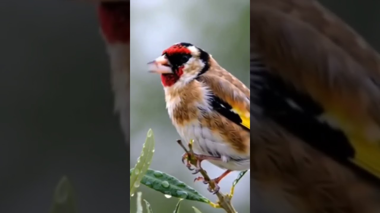 معلومات مفيده عن طائر الحسون