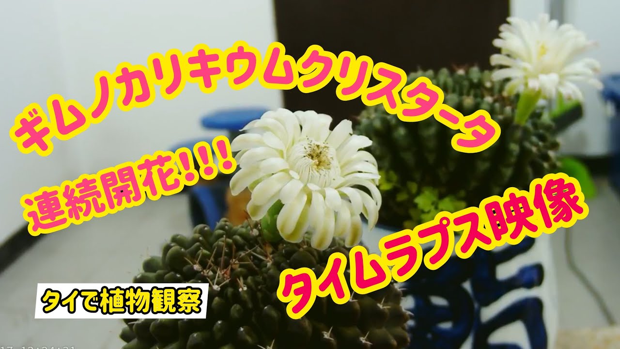 タイで植物観察】連続開花！！！ギムノカリキウム クリスタータ