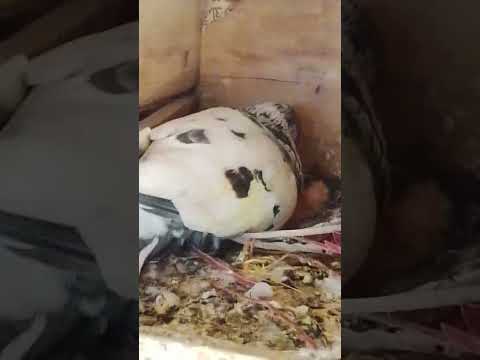 father feed on son #kabutar #shortvideo by Armaan loves Pigeon