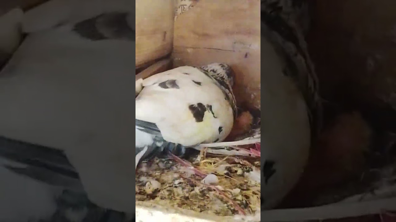 father feed on son #kabutar #shortvideo — Armaan loves Pigeon YouTube video