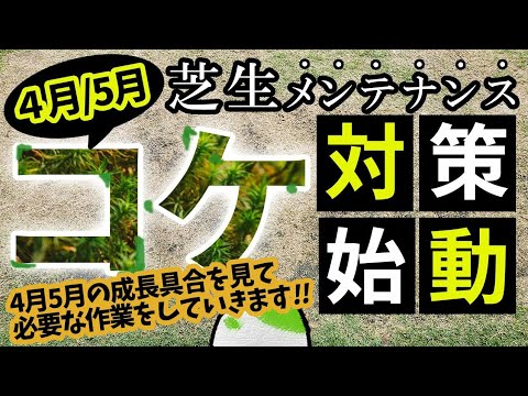 芝生 5月のお手入れ コケ対策 葉の長さ影響は 芝張り1ヶ月後 1本の動画につめこみました Youtube 芝生 5月のお手入れ コケ対策 葉の長さ影響は 芝張り1ヶ月後 1本の動画につめこみました Youtube