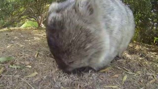 Australia Tasmania maria island wombat 20160107