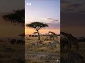Dreamy Savanna Rest | Relaxing Wildlife Sleep Short
