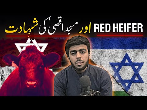 Red Heifer Found after 2000 years | Prophecies of Dajjal Arrival