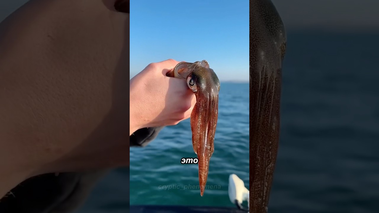 Необычные способы защиты 3 морских обитателей