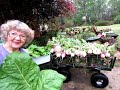 My Home  Grown Turnips And Mustard Crop in Ga.