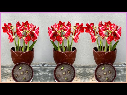 ቪዲዮ: Hippeastrum: ከአበባ በኋላ የሚደረግ እንክብካቤ፣ ተከላ፣ ከፍተኛ አለባበስ