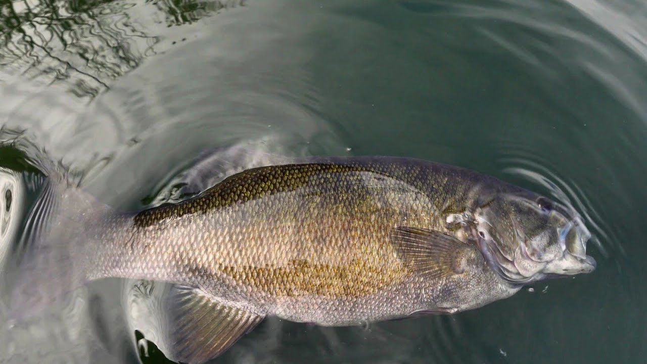 Ловля осенней футбольной малоротой рыбы на озере Дейл-Холлоу!