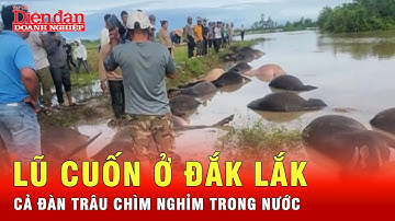 7 hộ dân ở Đắk Lắk chết lặng khi chứng kiến 23 con trâu la liệt trên đất vì ngạt nước | Tin tức 24h