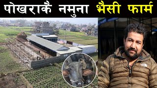 पोखराकै नमुना भैसी फार्म बनाउने सोचमा तीन युवा ! - Buffalo farming in Nepal