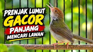 Prenjak Lumut Gacor Panjang Mencari Lawan | Suara Original Alam