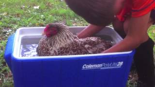 Broody Hen Chickens How to undo broodiness. Stop sitting on eggs. Does Water Work?YES! Profile