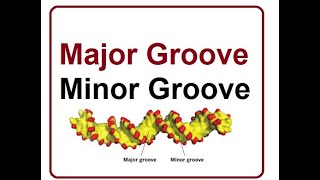 DNA Major and Minor Groove | 2024