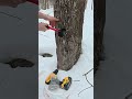Tapping Maple Trees for Maple Syrup (Collecting Sap)